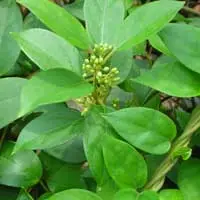 Gymnema Sylvestre leaf extract, the sugar destroyer herb used in Sugar Defender